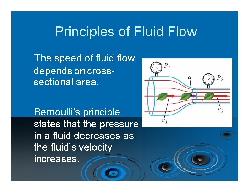 Principles of Fluid Flow The speed of fluid flow depends on crosssectional area. Bernoulli’s