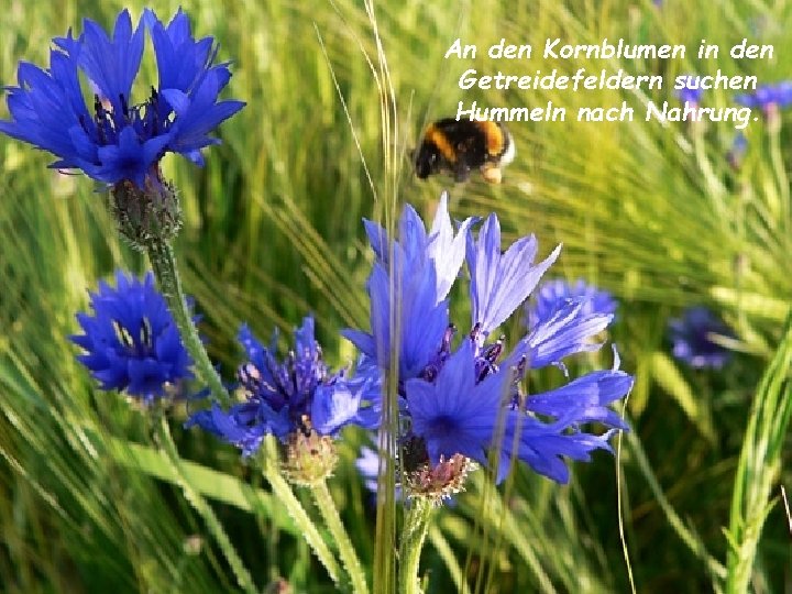 An den Kornblumen in den Getreidefeldern suchen Hummeln nach Nahrung. 