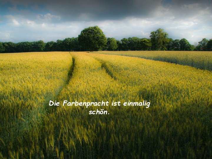 Die Farbenpracht ist einmalig schön. 