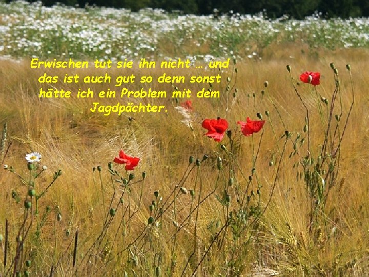 Erwischen tut sie ihn nicht … und das ist auch gut so denn sonst