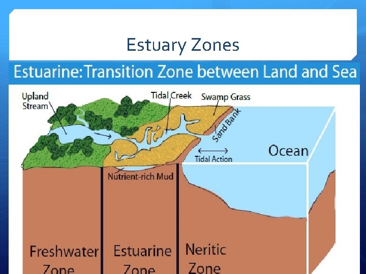 Estuary Zones 