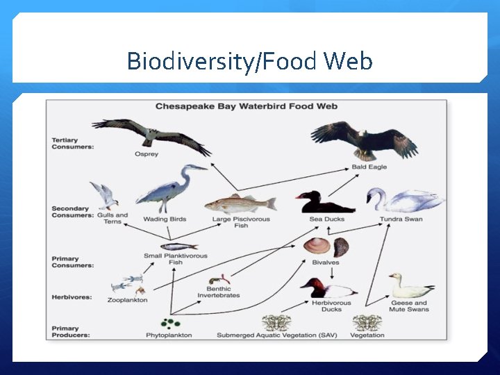 Biodiversity/Food Web 
