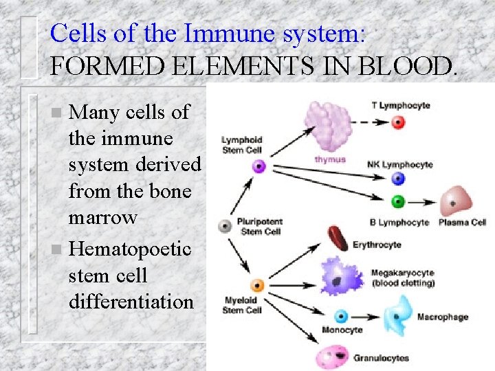 Cells of the Immune system: FORMED ELEMENTS IN BLOOD. Many cells of the immune