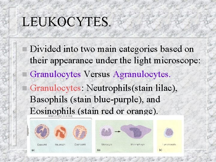 LEUKOCYTES. Divided into two main categories based on their appearance under the light microscope: