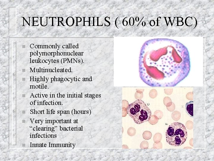 NEUTROPHILS ( 60% of WBC) n n n n Commonly called polymorphonuclear leukocytes (PMNs).