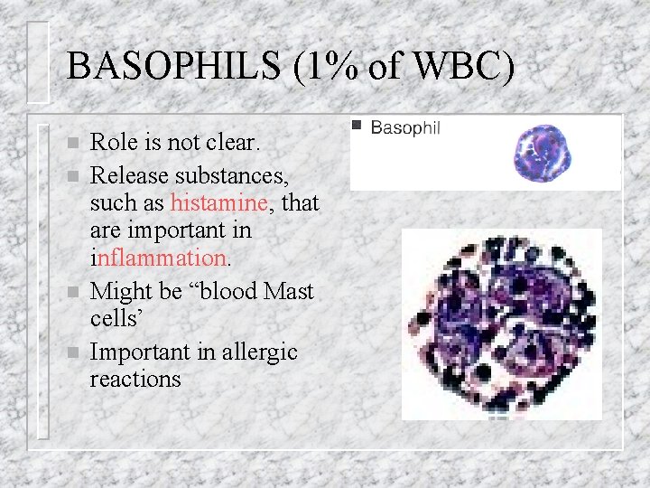 BASOPHILS (1% of WBC) n n Role is not clear. Release substances, such as