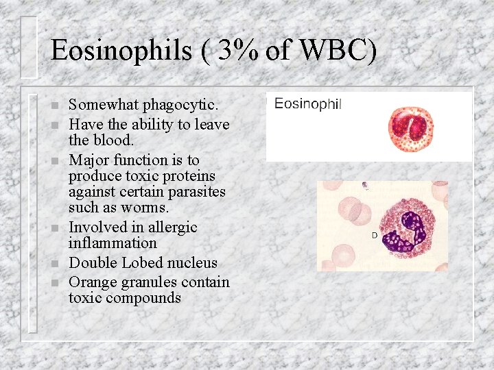 Eosinophils ( 3% of WBC) n n n Somewhat phagocytic. Have the ability to