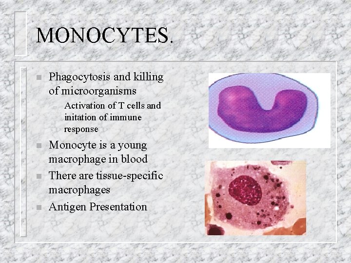 MONOCYTES. n Phagocytosis and killing of microorganisms – n n n Activation of T