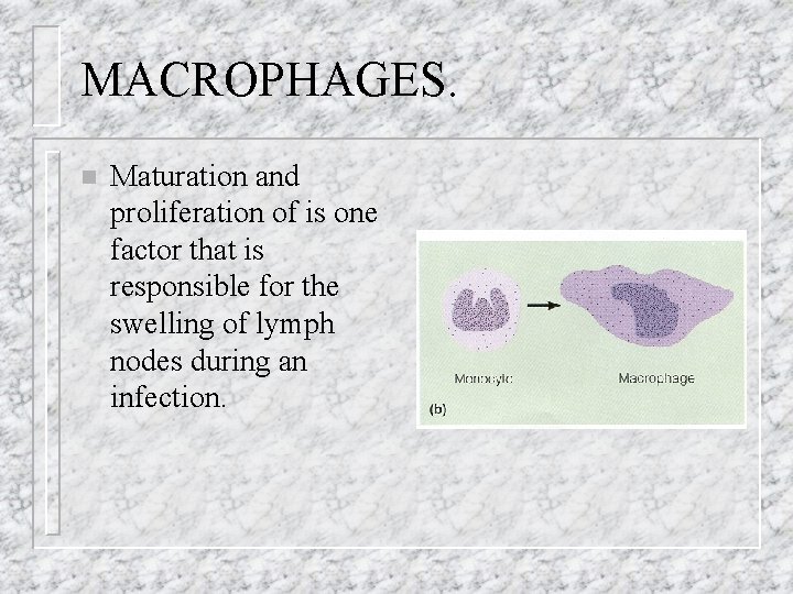 MACROPHAGES. n Maturation and proliferation of is one factor that is responsible for the