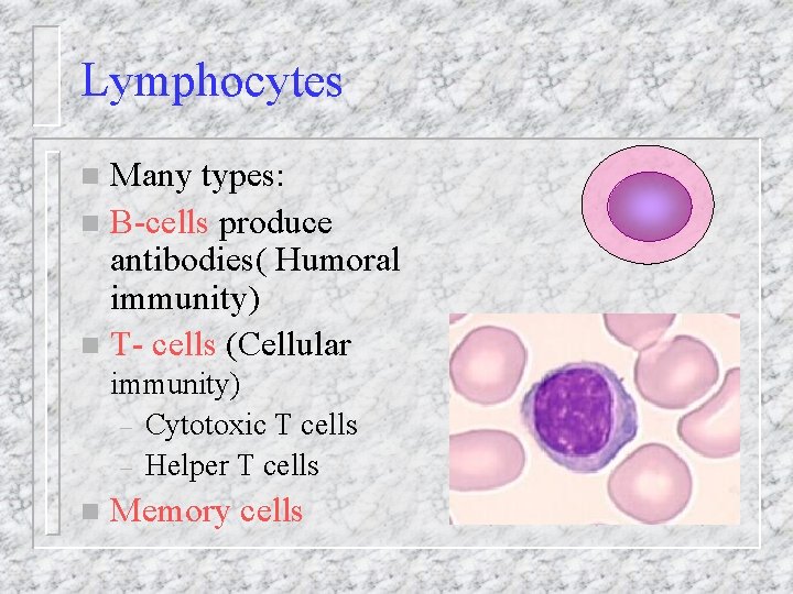 Lymphocytes Many types: n B-cells produce antibodies( Humoral immunity) n T- cells (Cellular n