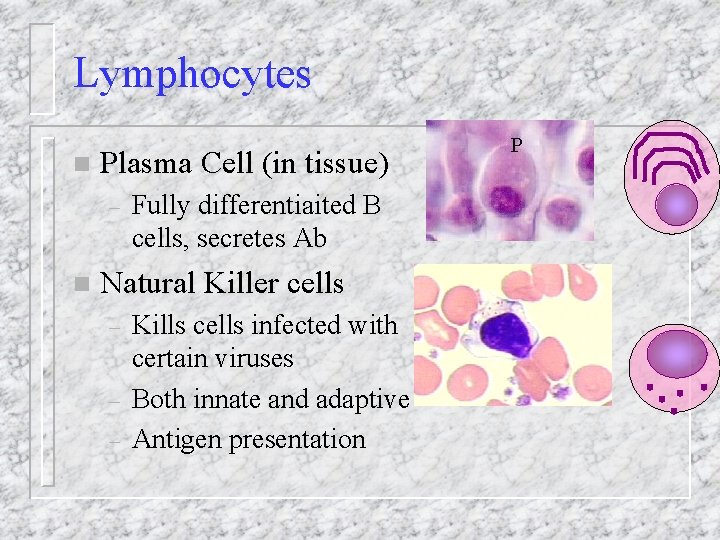 Lymphocytes n Plasma Cell (in tissue) – n Fully differentiaited B cells, secretes Ab