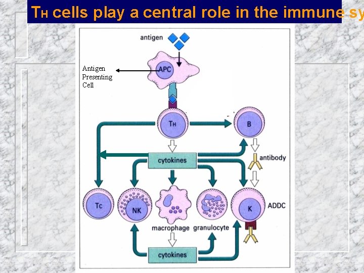 TH cells play a central role in the immune sy Antigen Presenting Cell 