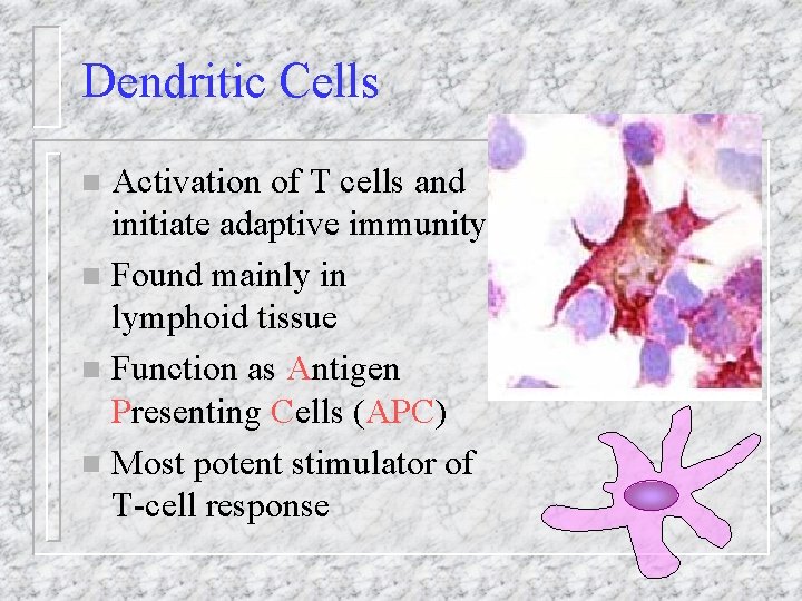 Dendritic Cells Activation of T cells and initiate adaptive immunity n Found mainly in