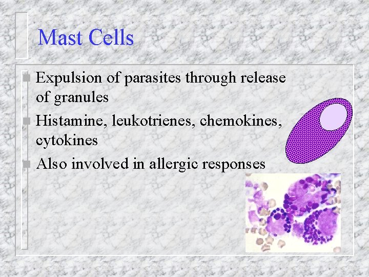 Mast Cells Expulsion of parasites through release of granules n Histamine, leukotrienes, chemokines, cytokines