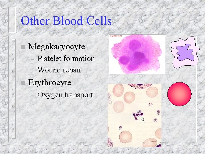 Other Blood Cells n Megakaryocyte – – n Platelet formation Wound repair Erythrocyte –