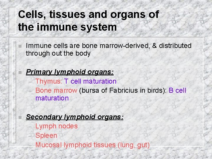 Cells, tissues and organs of the immune system n Immune cells are bone marrow-derived,