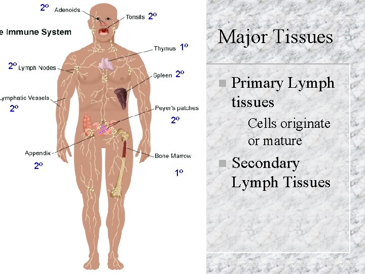 2º 2º 1º 2º 2º Major Tissues n 2º 2º 2º 1º Primary Lymph