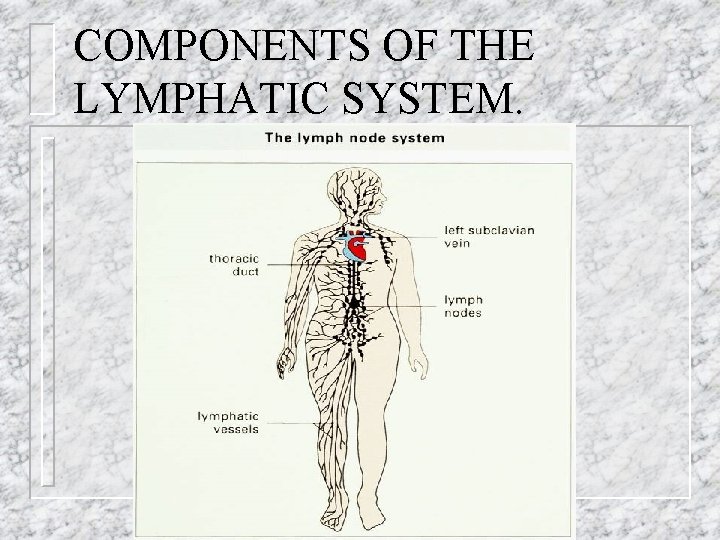 COMPONENTS OF THE LYMPHATIC SYSTEM. 