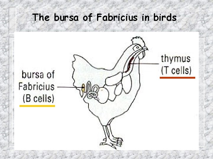 The bursa of Fabricius in birds 