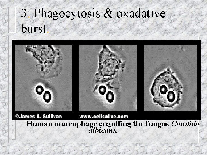 3. Phagocytosis & oxadative burst. n Lysosomes contain enzymes = degrade biomolecules. n E.