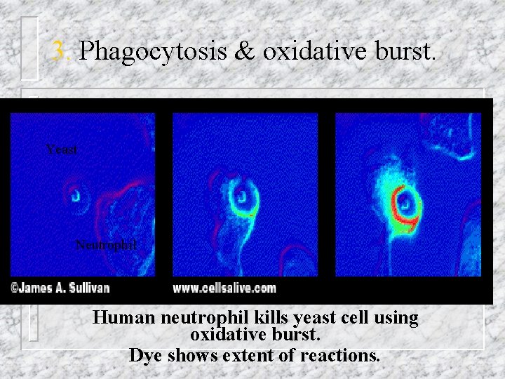 3. Phagocytosis & oxidative burst. n Yeast n Engulfed organisms killed in WBC by