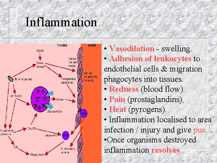 Inflammation. • Vasodilation - swelling. • Adhesion of leukocytes to endothelial cells & migration