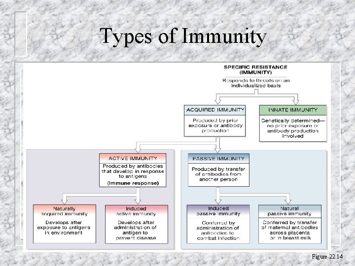 Types of Immunity Figure 22. 14 