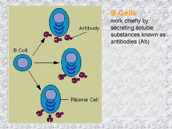  B Cells work chiefly by secreting soluble substances known as antibodies (Ab) 