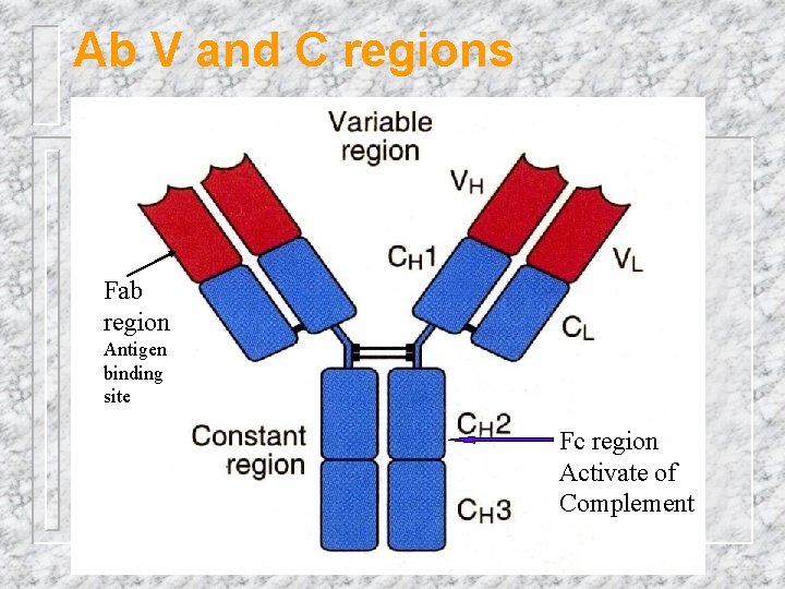 Ab V and C regions Fab region Antigen binding site Fc region Activate of