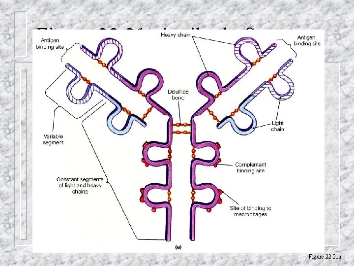 Figure 22. 21 Antibody Structure Figure 22. 21 a 