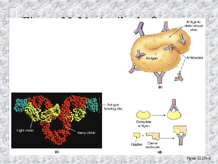 Figure 22. 21 Antibody Structure Figure 22. 21 b-d 