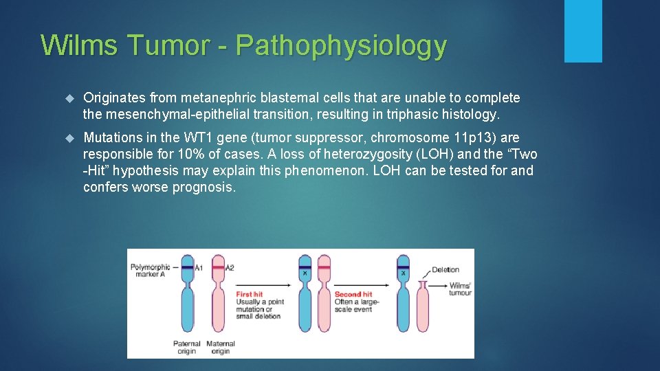 Wilms Tumor - Pathophysiology Originates from metanephric blastemal cells that are unable to complete