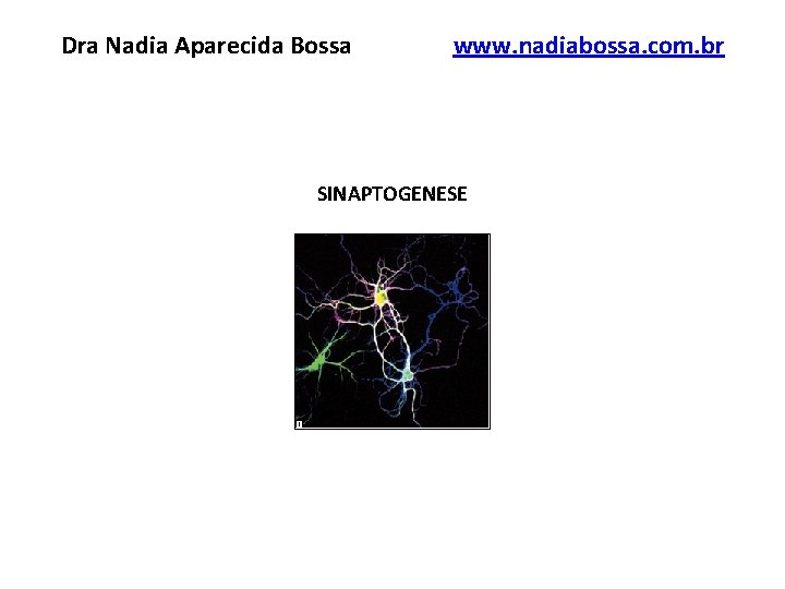 Dra Nadia Aparecida Bossa www. nadiabossa. com. br SINAPTOGENESE 