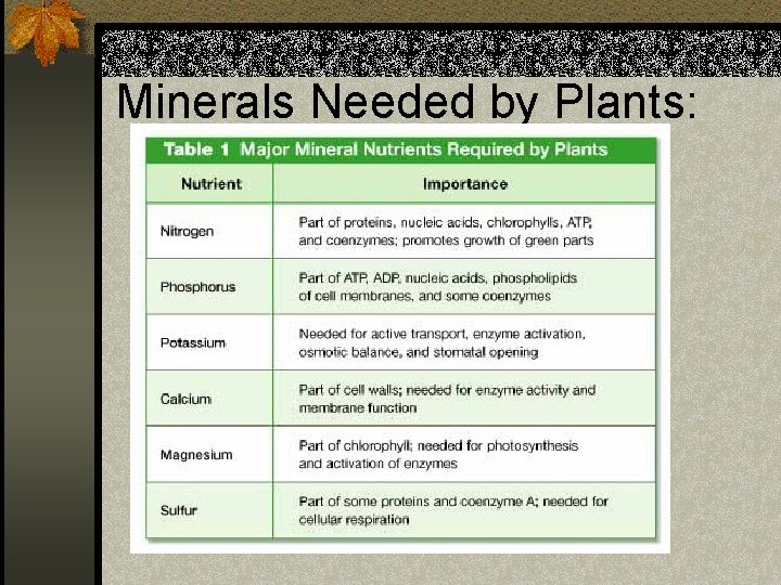 Minerals Needed by Plants: 
