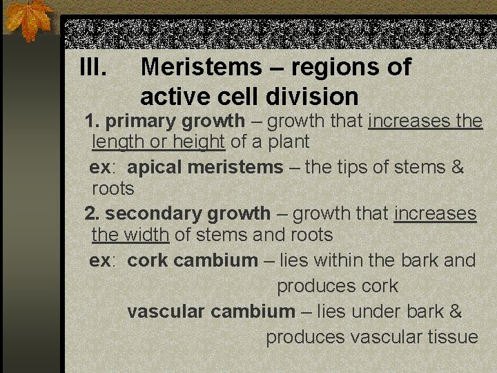 III. Meristems – regions of active cell division 1. primary growth – growth that