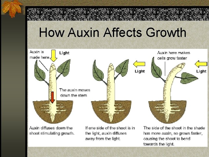 How Auxin Affects Growth 