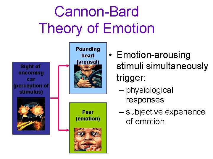Cannon-Bard Theory of Emotion Sight of oncoming car (perception of stimulus) Pounding heart (arousal)