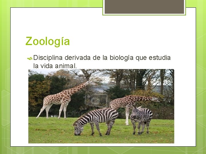 Zoología Disciplina derivada de la biología que estudia la vida animal. 