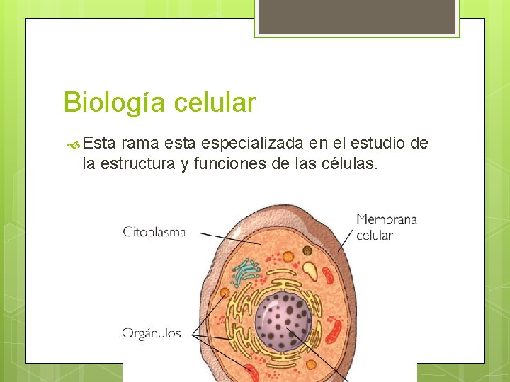 Biología celular Esta rama esta especializada en el estudio de la estructura y funciones