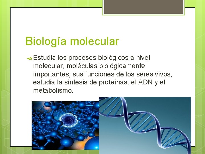 Biología molecular Estudia los procesos biológicos a nivel molecular, moléculas biológicamente importantes, sus funciones