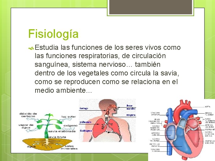 Fisiología Estudia las funciones de los seres vivos como las funciones respiratorias, de circulación