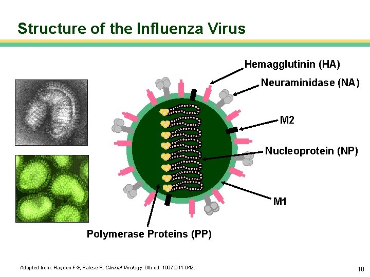 Structure of the Influenza Virus Hemagglutinin (HA) Neuraminidase (NA) M 2 Nucleoprotein (NP) M
