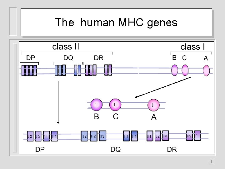 The human MHC genes 10 