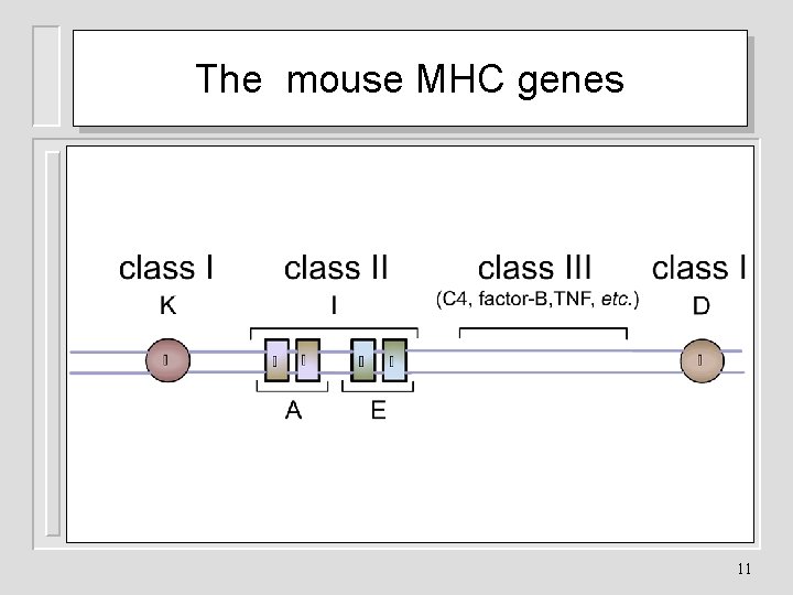 The mouse MHC genes 11 