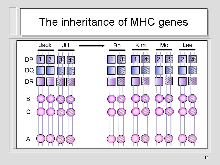 The inheritance of MHC genes 14 