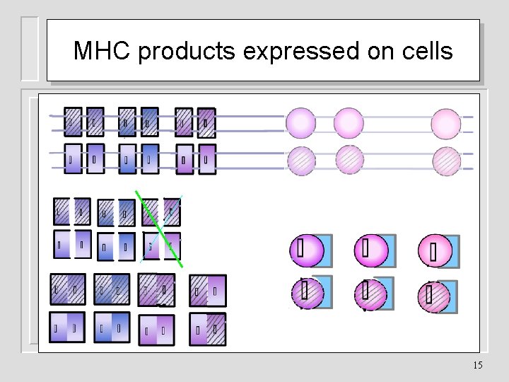 MHC products expressed on cells 15 