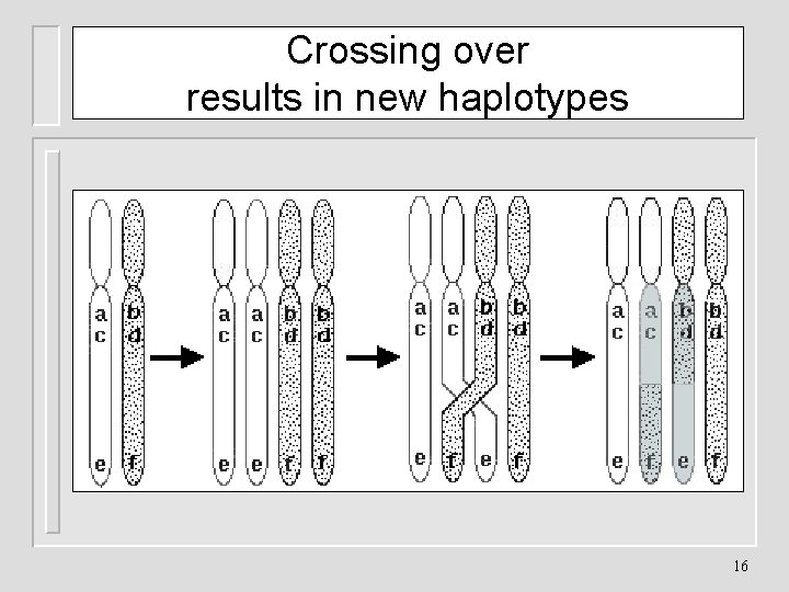 Crossing over results in new haplotypes 16 