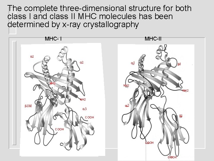 The complete three-dimensional structure for both class I and class II MHC molecules has