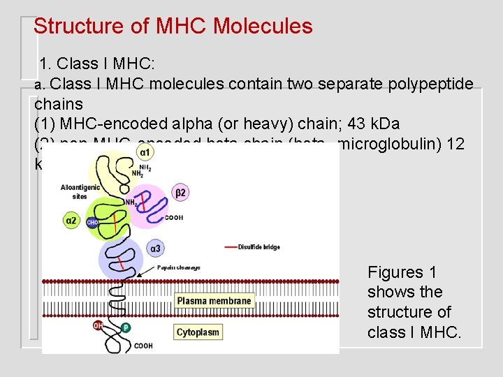 Structure of MHC Molecules 1. Class I MHC: a. Class I MHC molecules contain