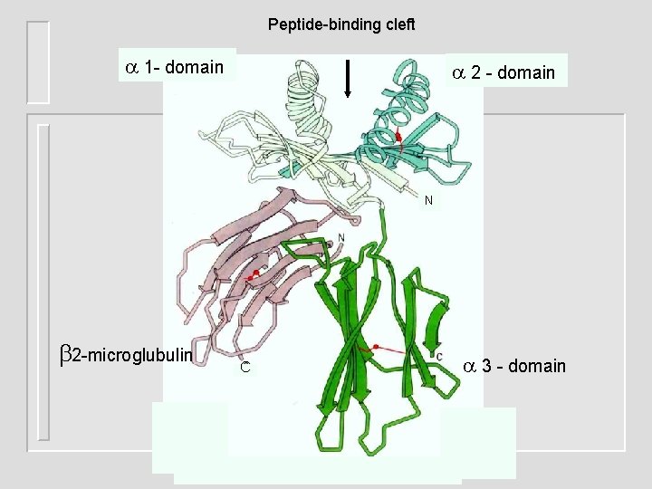 Peptide-binding cleft 1 - domain 2 - domain N 2 -microglubulin C 3 -